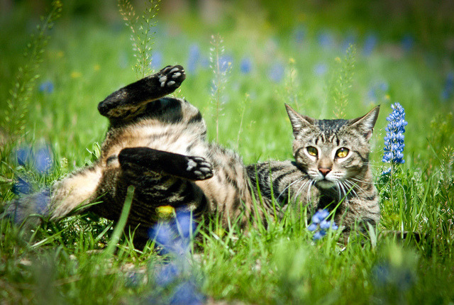 Виктория Малиева