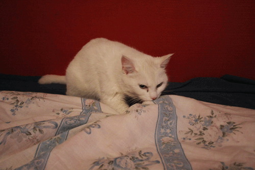 Анна Костенко